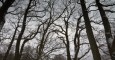 wyv_tree