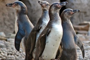 penguins300